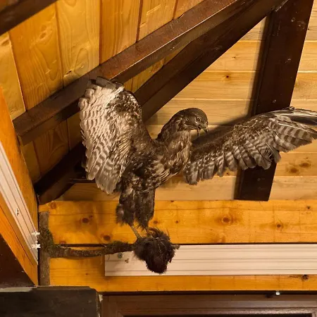 מלון דירות Ice Dream *